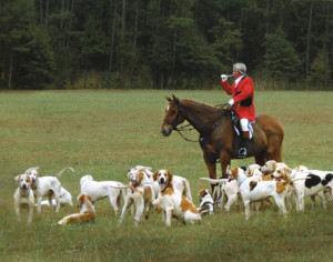 Foxhunting artwork | Blowing Hounds In